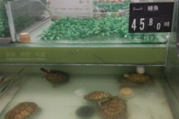 超市里卖的鳖是真的吗
