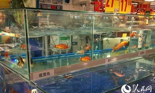 超市买的活鱼如何养殖的