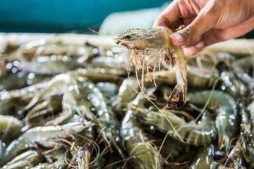 超市的虾还能吃吗 新冠