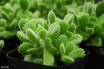 超市门口种植什么花