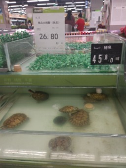 超市里卖的鳖是真的吗