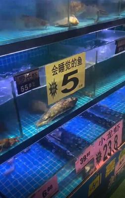 为什么超市没有桂鱼了