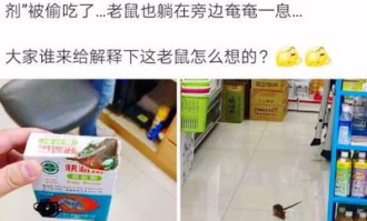 超市抓老鼠是什么工作