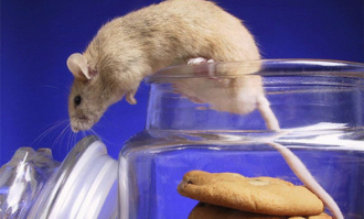 老鼠为什么进超市