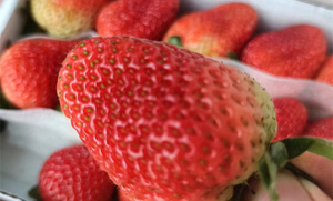 超市卖的草莓能吃吗