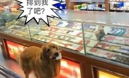 如何让狗狗自己去超市