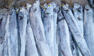 只有超市卖带鱼吗