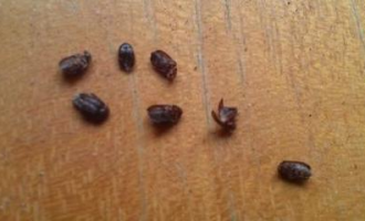 芝麻长虫子超市如何赔偿