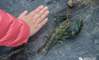 澳洲龙虾超市便宜卖吗