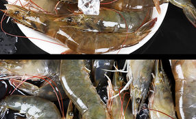 超市速冻虾如何处理