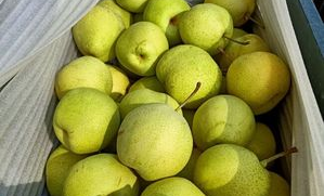 为什么超市的梨好吃呢