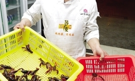 靖江哪里超市龙虾便宜