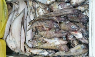 超市黄鱼是野生吗能吃吗