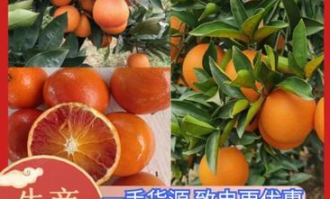 超市如何介绍血橙的特点