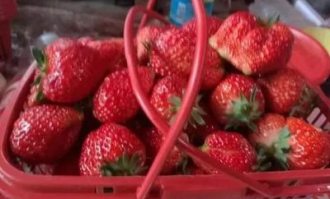 任丘草莓超市在哪里