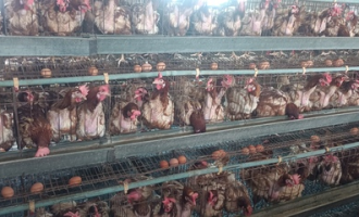 鸡如何在超市卖掉