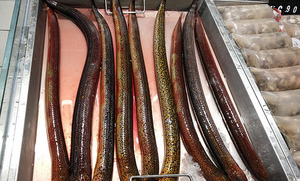 北京什么超市卖鳝鱼