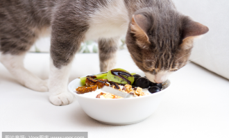 猫猫如何减肥零食超市