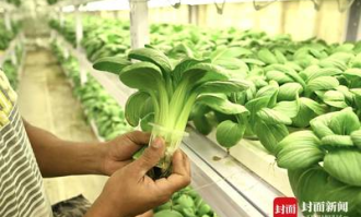 超市生菜能种植吗