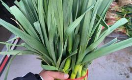 焦作超市蒜苗卖什么价位