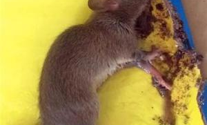 大型超市如何防老鼠