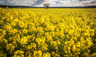 澳洲超市油菜花吗
