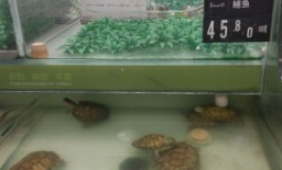 超市里卖的鳖是真的吗