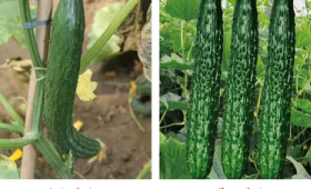 有机蔬菜VS普通蔬菜