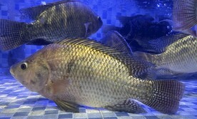 超市如何养好罗非鱼