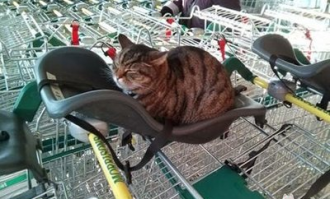 超市门口猫猫叫什么