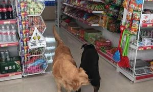 主人去超市带小狗可以吗