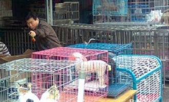 如何让宠物进入超市门口