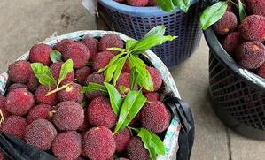 汕头杨梅超市在哪里开门