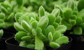 超市门口种植什么花