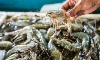 超市的虾还能吃吗 新冠