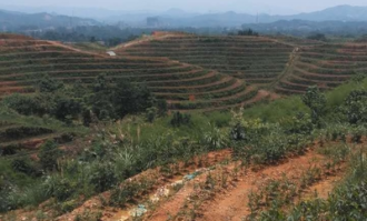 桃江莲花超市在哪里