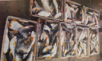 南通超市有河豚吗