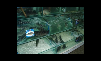 海鲜区活鱼死虾鉴别