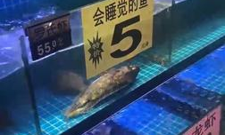 为什么超市没有桂鱼了