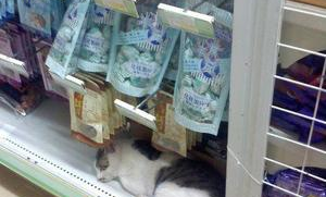 超市什么猫便宜又好