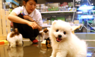 超市免费照看宠物吗