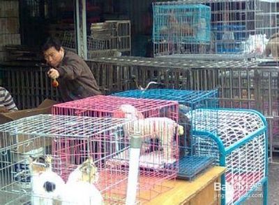 超市可以卖小狗吗